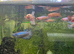 Male and female bettas