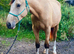 Stunning 17.2hh 5yo Flashy Buckskin Czech Warmblood Gelding
