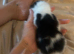 4 beautiful kittens for sale.