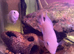 baby  platinum polar parrot babies
