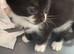 3 kittens all boys
