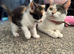 Beautiful calico kitten