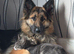 German shephard 2years old