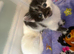Mixed kittens for sale