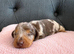 1 girl and 1 boy Beautiful Miniature Dachshund Puppies