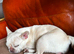 Sweet white frenchie girl
