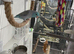 Pacific Blue Parrotlet,
