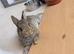 Beautiful Netherland dwarf bunnies