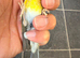 2025 peathrot goldfinch mule