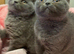 British Pedigree Blues 3 Males also White l male
