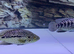 Jaguar fish