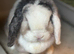 Pair of Bonded neutered female mini lops &pound;100