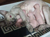 Female Sphynx
