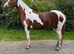 Beautiful Welsh sec B x Arab