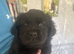 Chow chow x springer