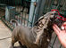 ICCF 8th gen pedigree Cane Corso (ready to leave)
