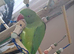 Indian ring neck