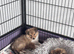 Beautiful Shetland sheepdog puppies