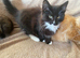 3 Norwegian Forrest Kittens