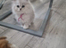Pure British Longhaired white-silver kittens