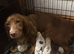 5 Roan Sprocker Puppies