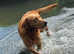 Black Labrador retriever KC REGISTERED