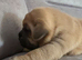 Mastiff Bordeaux hybrid Puppies READY