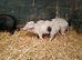 Weaners / growers / finishers