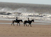 14.2 section D mare