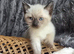 Gorgeous ragdoll cross kittens.