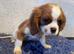 Cavalier King Charles puppies available
