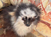 Beautiful Merrill Pomeranian boy