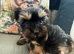 Tiny Toy Yorkshire Terrier Puppies (Yorkie)