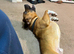 House Dog - Love Family and Childrens