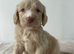 F1 cockapoo puppies