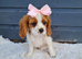 Exceptional quality cavalier spaniel puppies