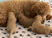 Poodle