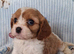 Cavapoo F1B