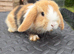 Mini Lop for sale