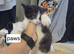 Domestic short haired kittens