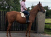 ***Gorgeous 16.1h 8yo quality chestnut TB mare RORE