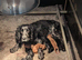 Cocker Spaniel puppies