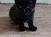 Adorable playful kittens