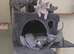 Sphynx Elf Peterbald