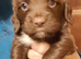 Beautiful Sprocker Puppies