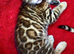 Beautiful Bengal kittens