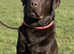 For Stud - Fully health tested KC Dark Chocolate Labrador