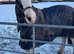 14.2 20 years young  cob