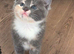 5 cross breed kittens