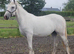Registered irish draft mare